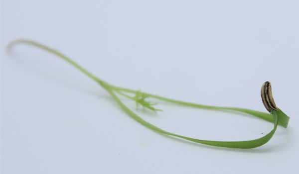 Fenouil