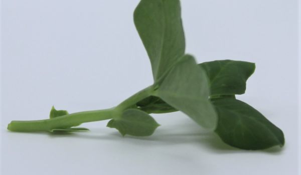 Petit pois